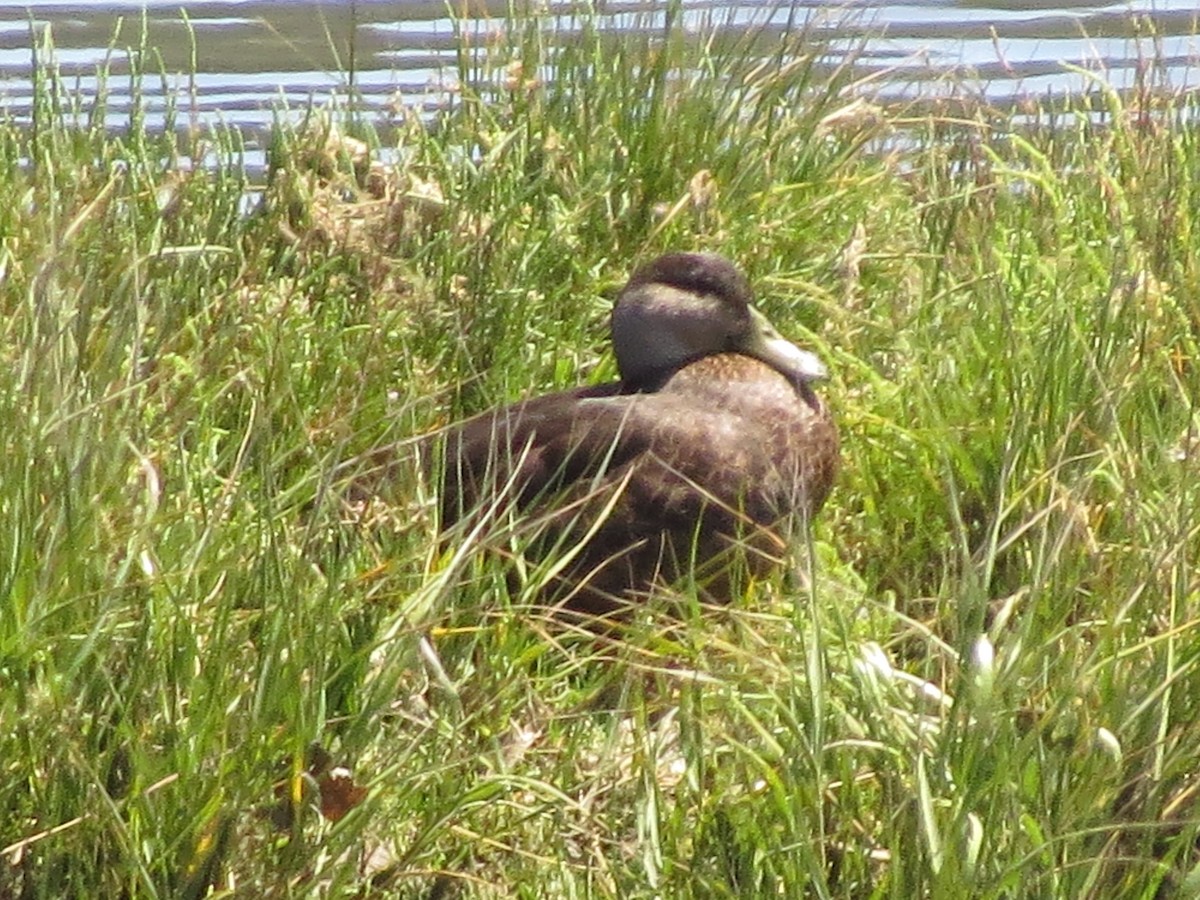 American Black Duck - ML622648670