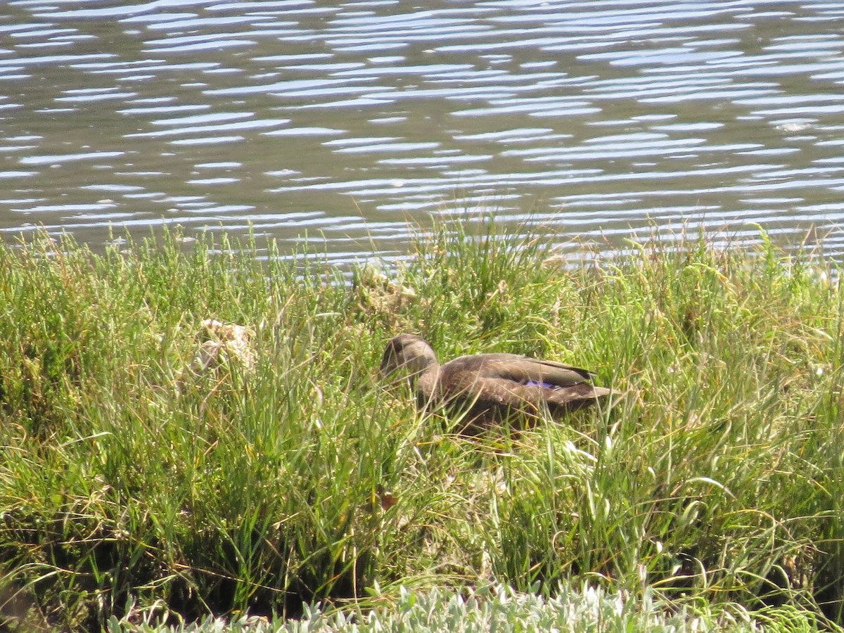 American Black Duck - ML622648671