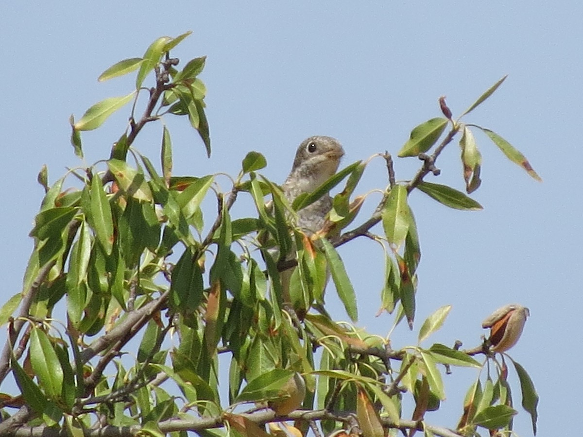 Woodchat Shrike - ML622648708