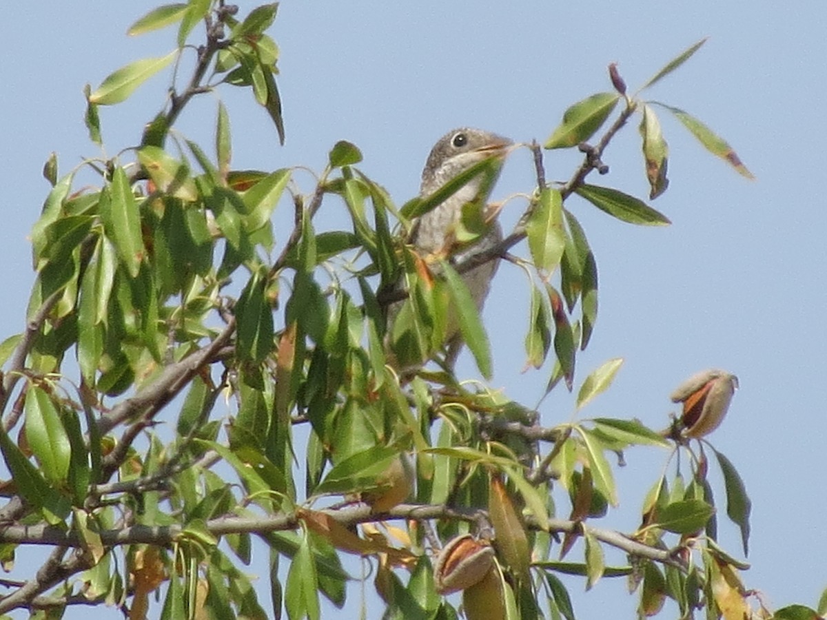 Woodchat Shrike - ML622648709