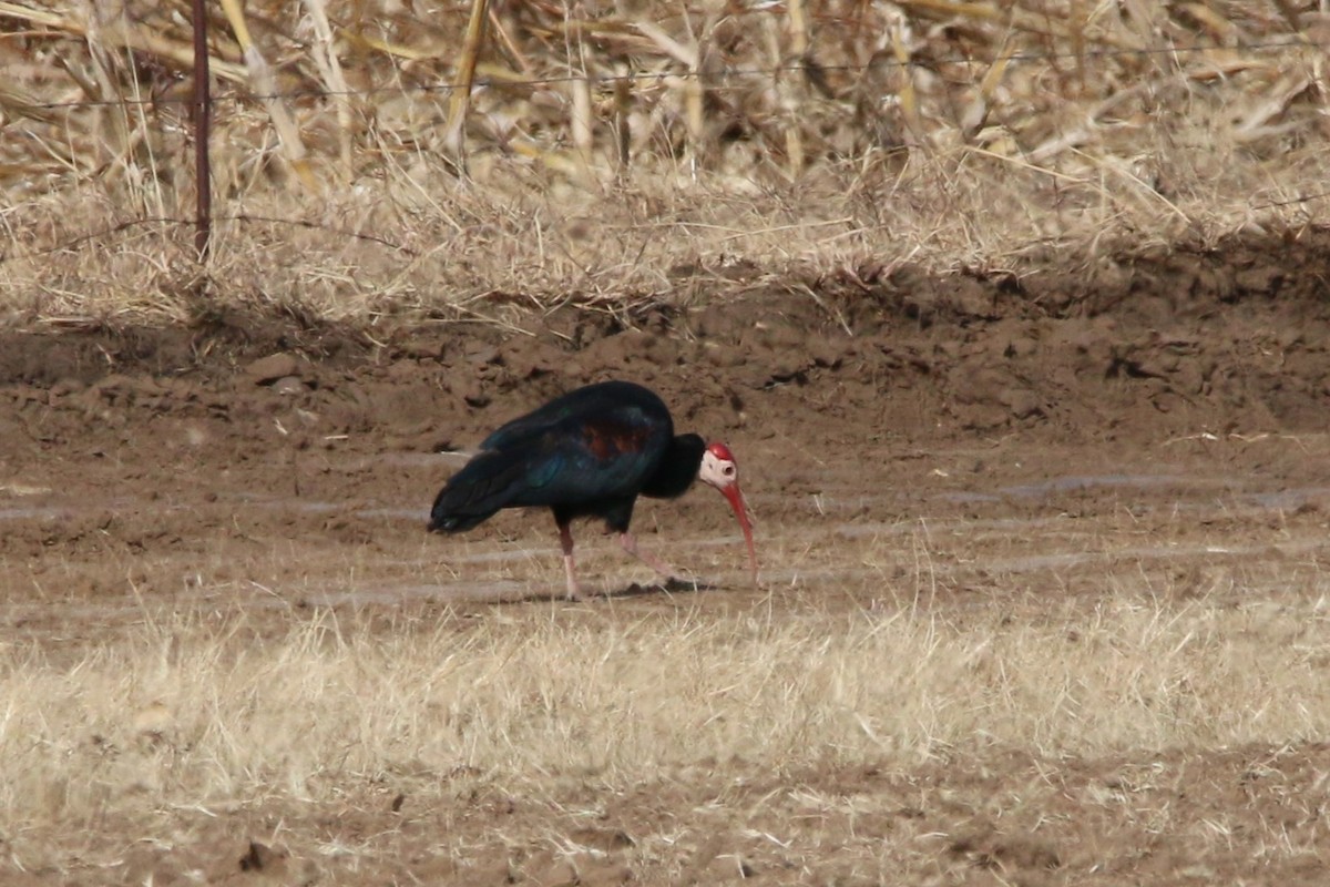 rødkroneibis - ML622648711