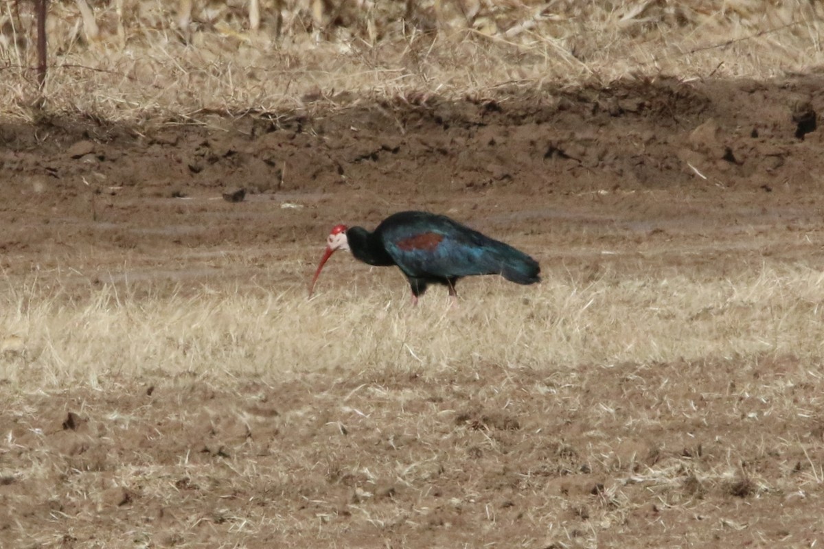 rødkroneibis - ML622648712