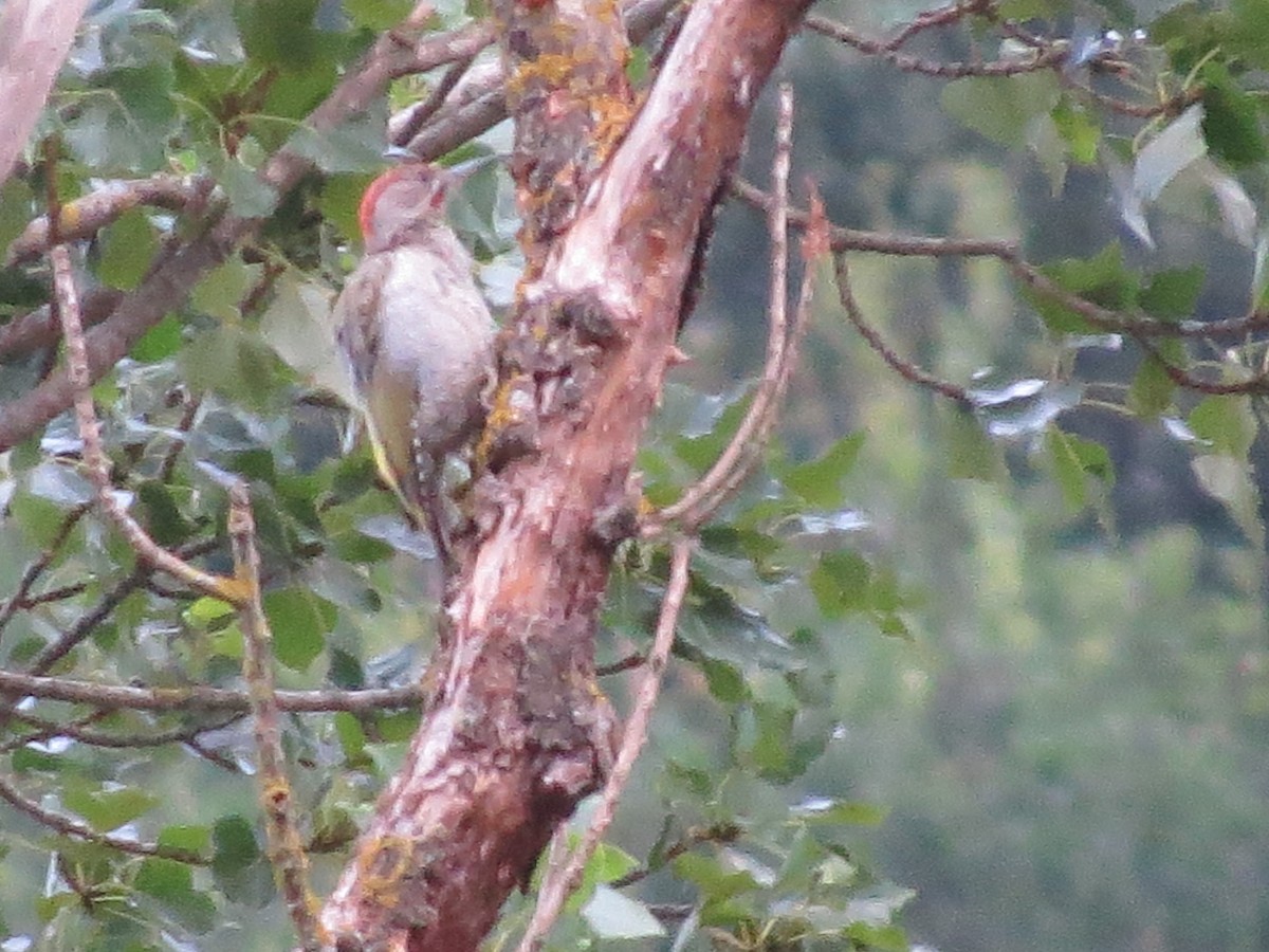 Iberian Green Woodpecker - ML622648715