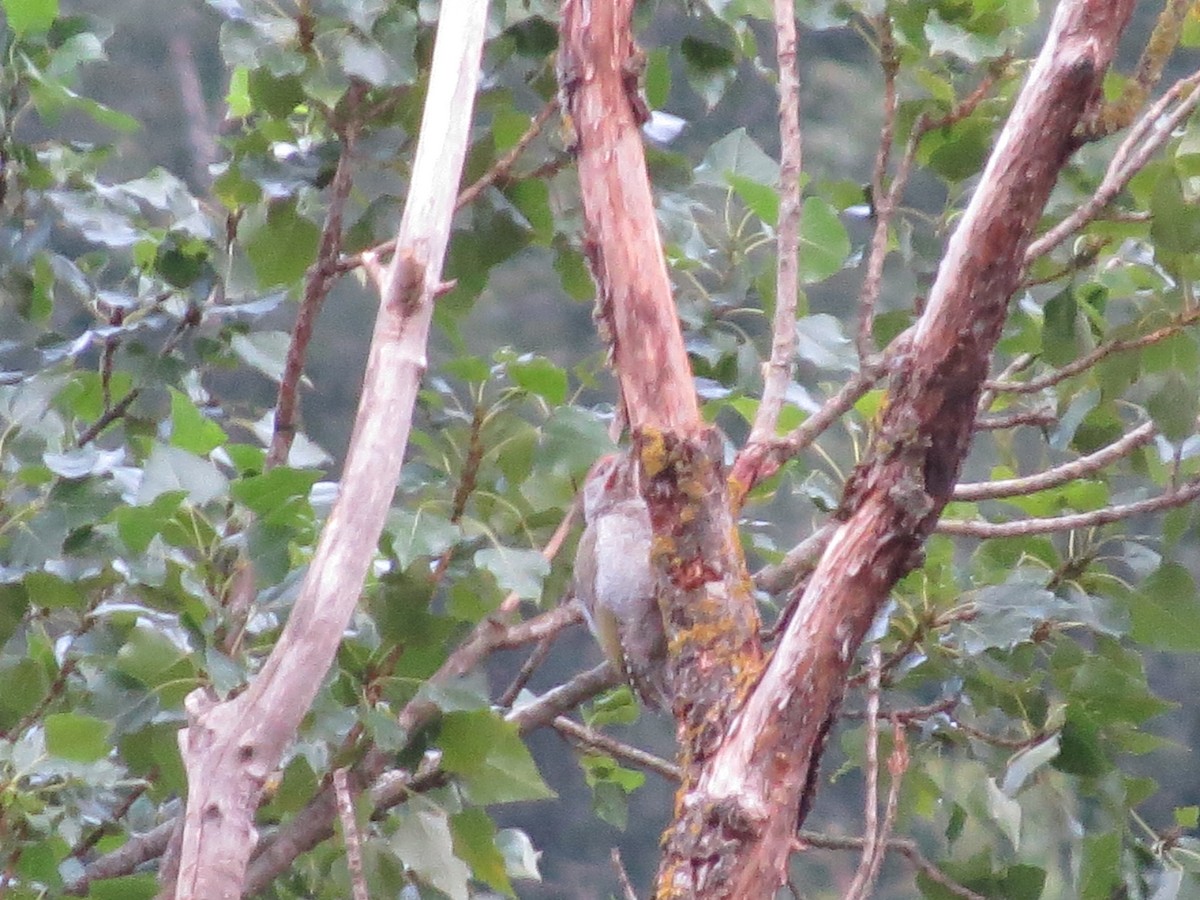 Iberian Green Woodpecker - ML622648717