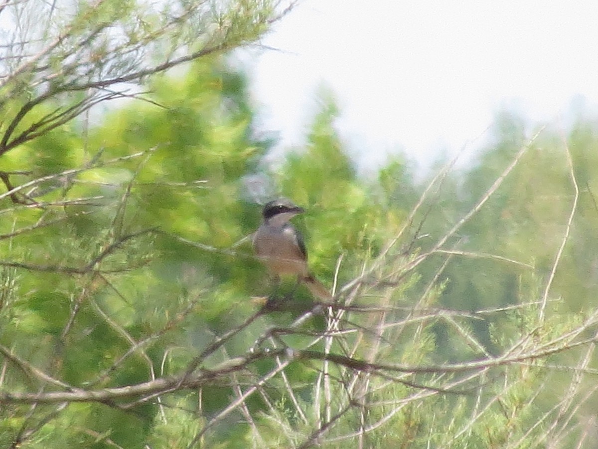 Iberian Gray Shrike - ML622648742