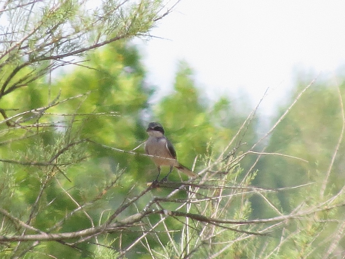 Iberian Gray Shrike - ML622648743