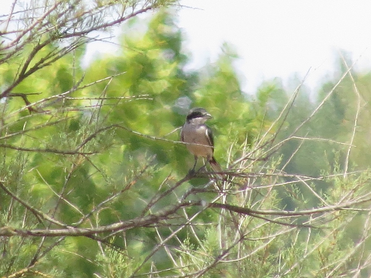 Iberian Gray Shrike - ML622648744