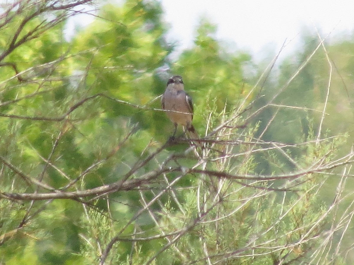 Iberian Gray Shrike - Gregorio Chaguaceda Tomás