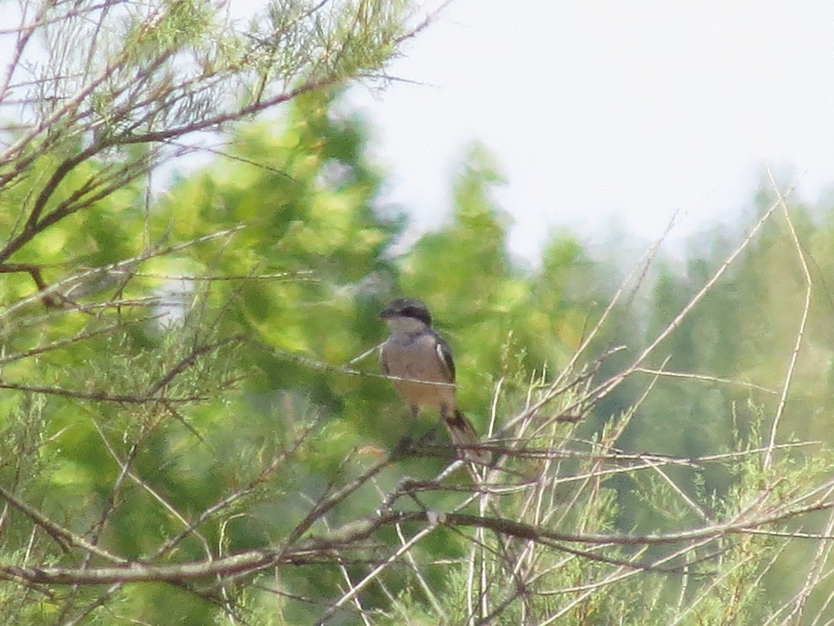 Iberian Gray Shrike - ML622648746