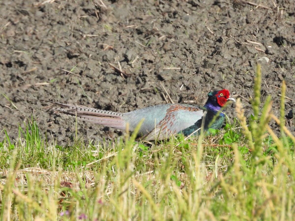 Green Pheasant - ML622648756