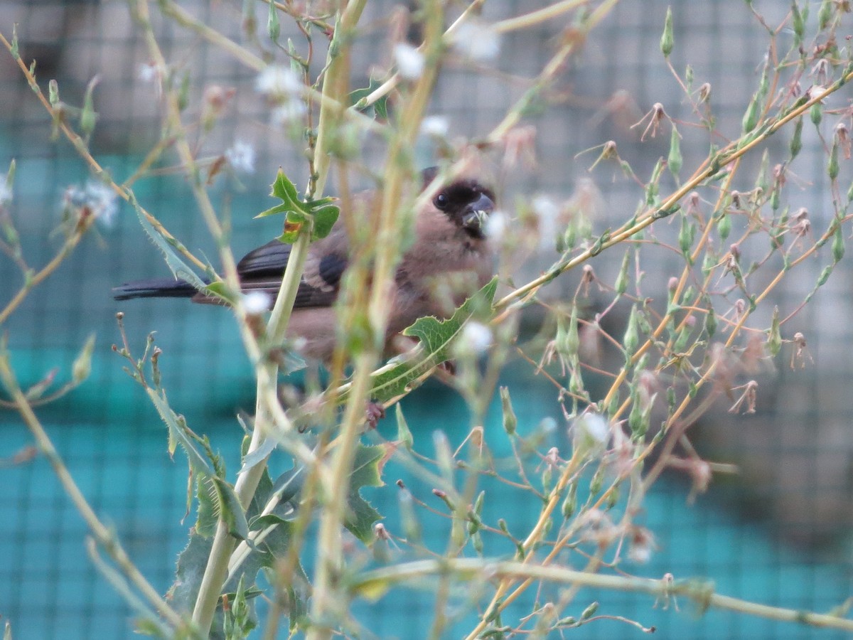 Eurasian Bullfinch - ML622648818