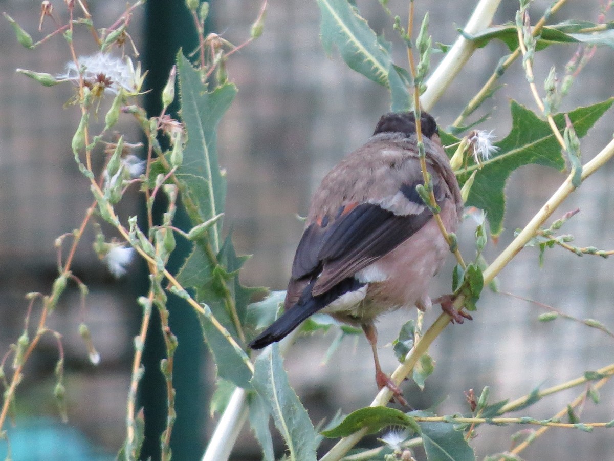 Eurasian Bullfinch - ML622648819