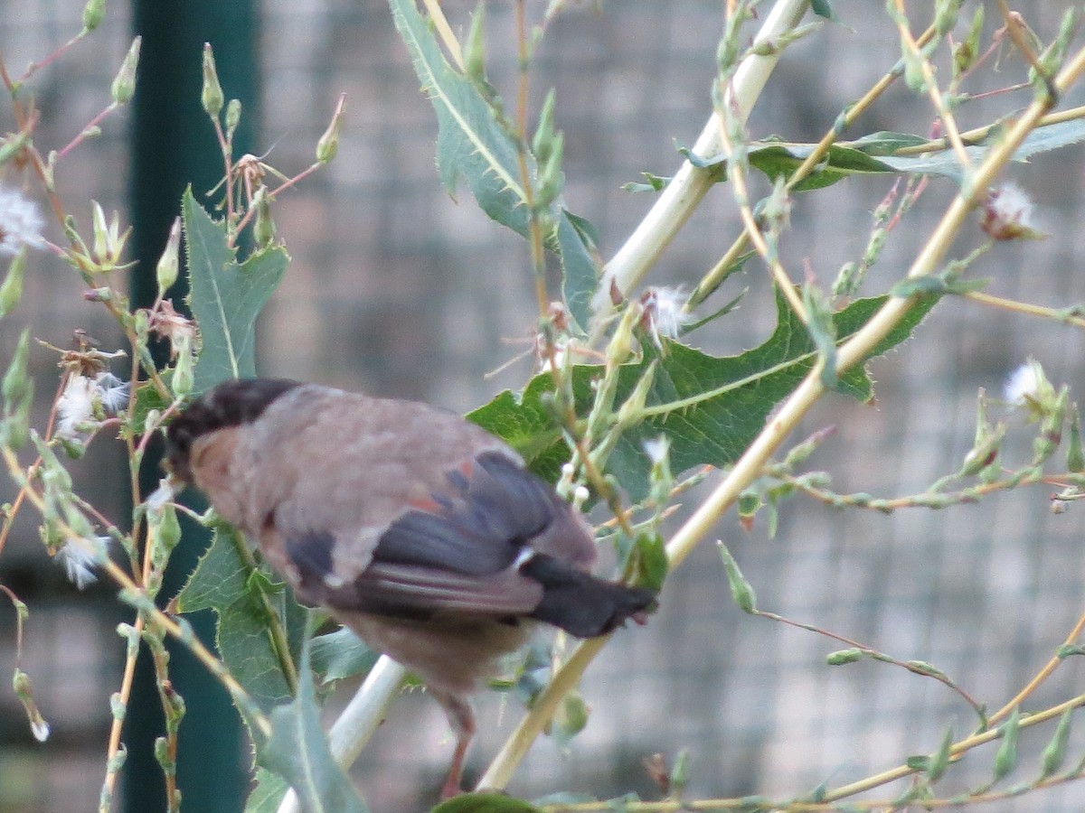 Eurasian Bullfinch - ML622648820