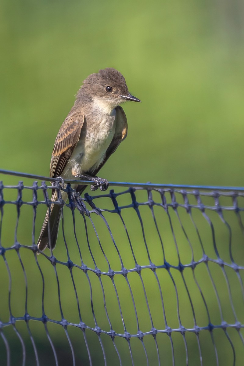 Eastern Phoebe - ML622648821