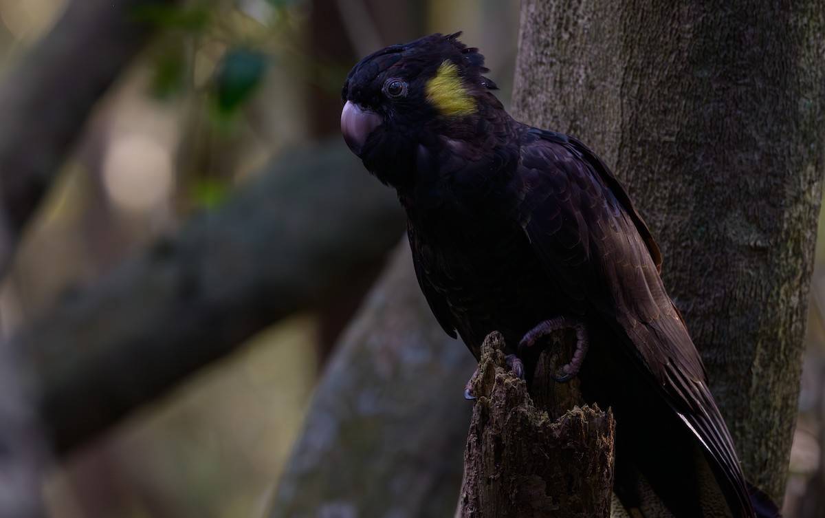 Yellow-tailed Black-Cockatoo - ML622648822