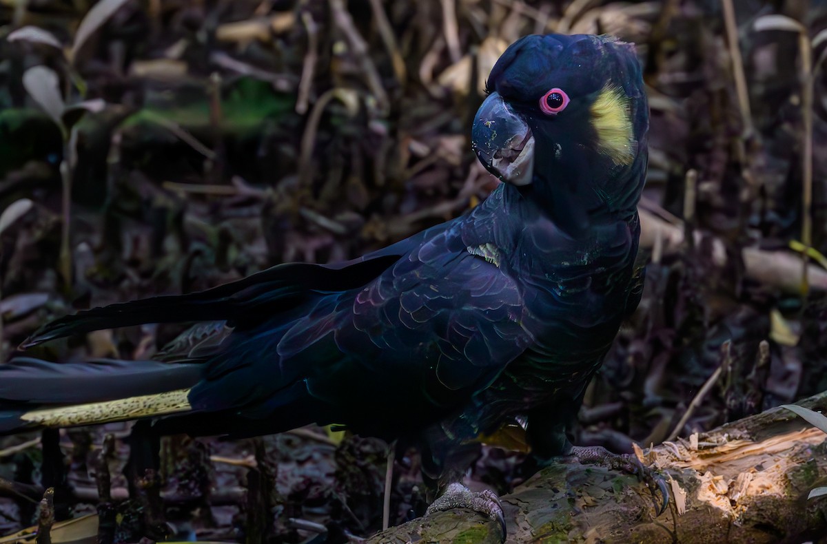 Yellow-tailed Black-Cockatoo - ML622648823