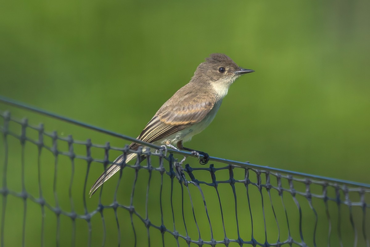 Eastern Phoebe - ML622648828