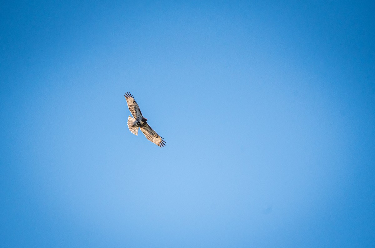 Red-tailed Hawk - ML622648844