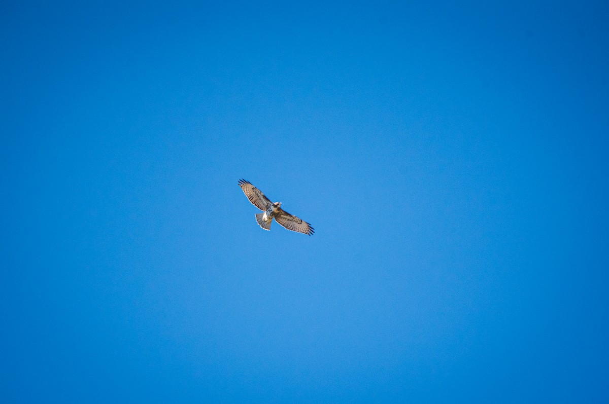 Red-tailed Hawk - ML622648846