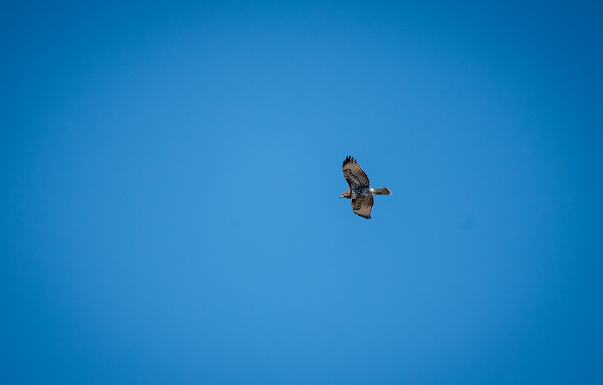 Red-tailed Hawk - ML622648848