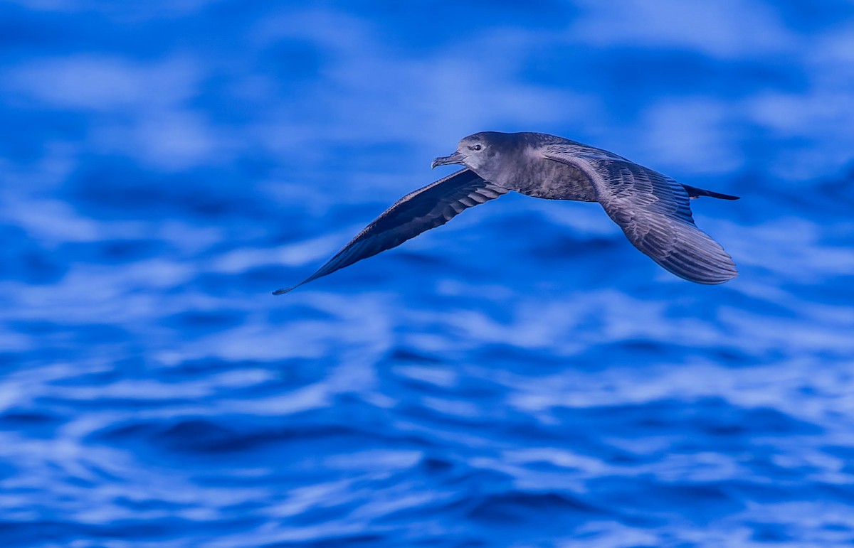 Wedge-tailed Shearwater - Geoff Dennis