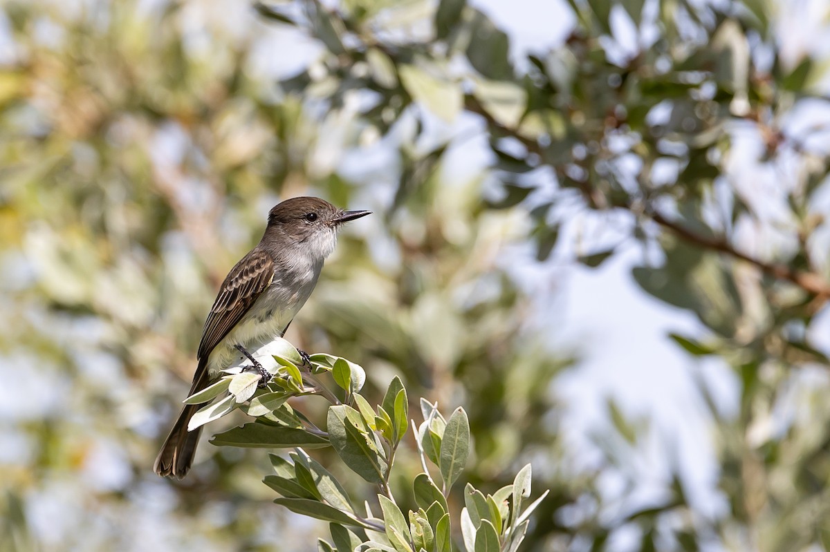 La Sagra's Flycatcher - ML622648887