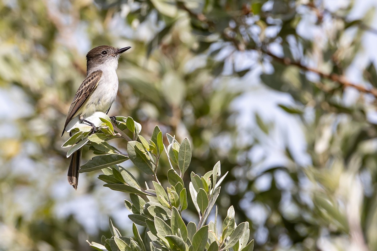 La Sagra's Flycatcher - ML622648892