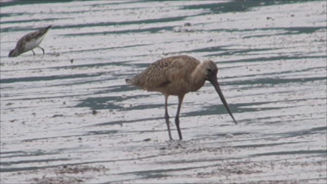 Marbled Godwit - ML622648916