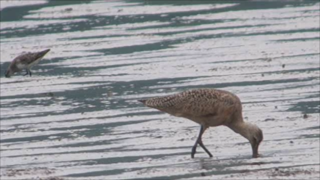 Marbled Godwit - ML622648917