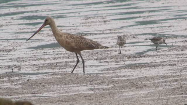 Marbled Godwit - ML622648918