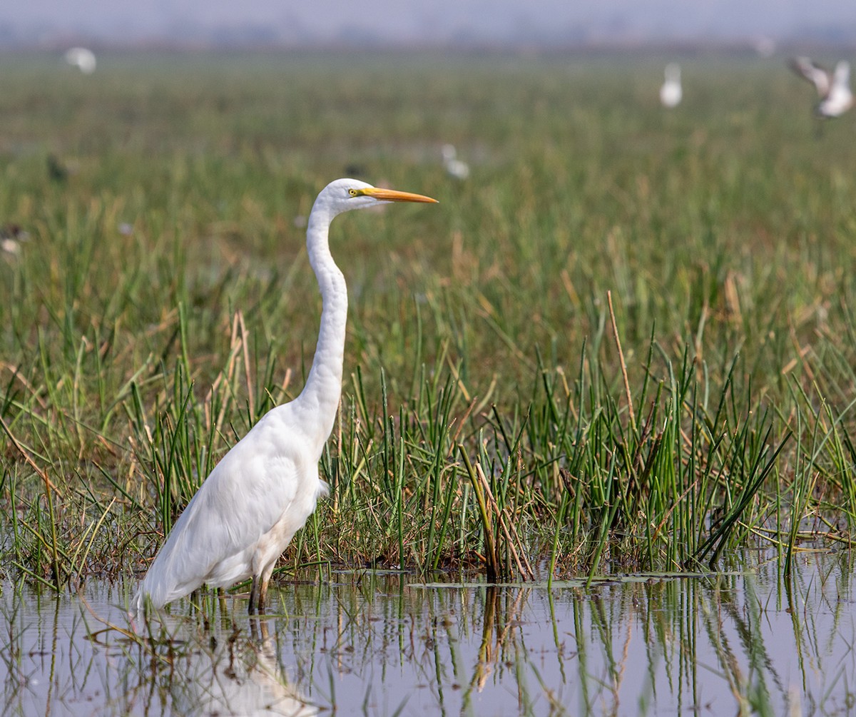 Great Egret - ML622649014