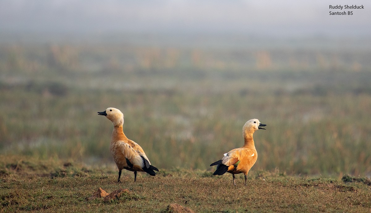 Ruddy Shelduck - ML622649032