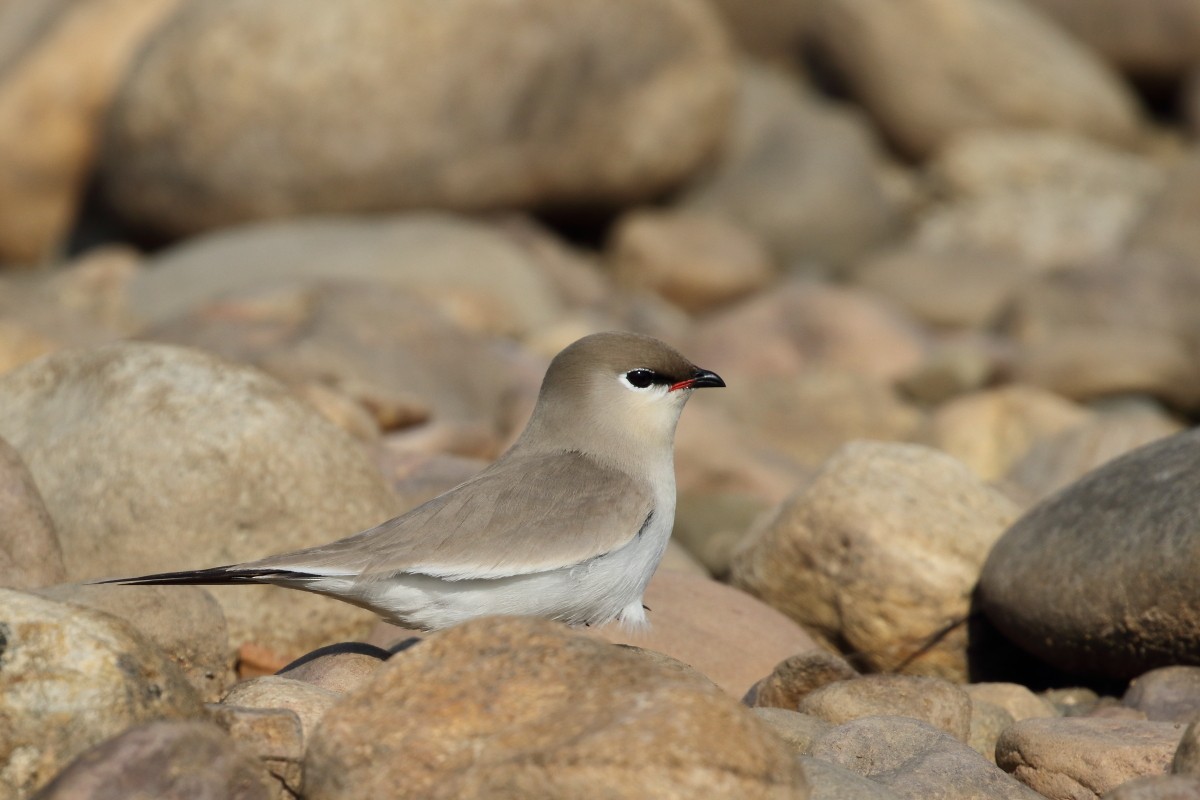 Small Pratincole - ML622649038