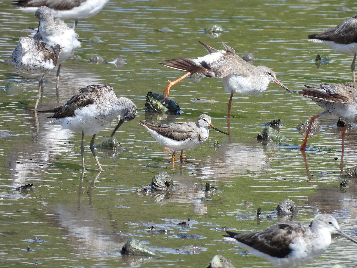 Terek Sandpiper - ML622649145
