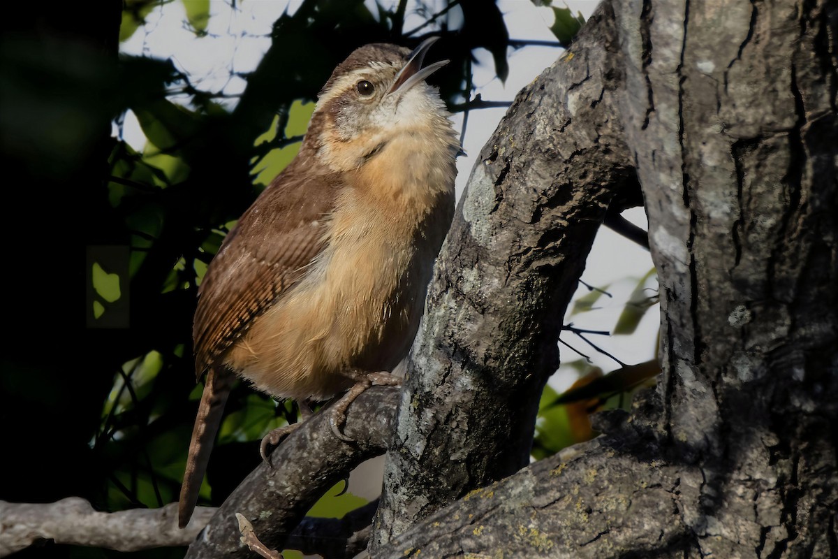 Carolina Wren - ML622649202