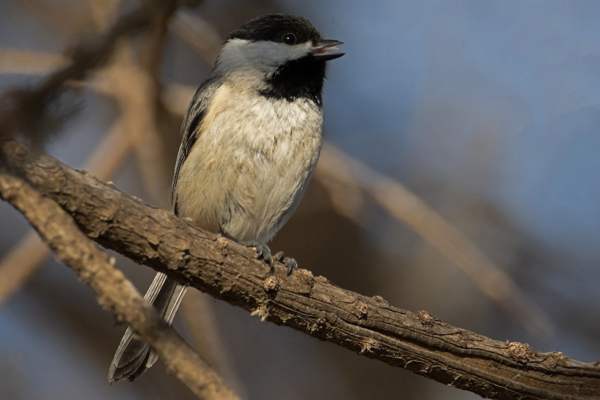 Carolina Chickadee - ML622649204