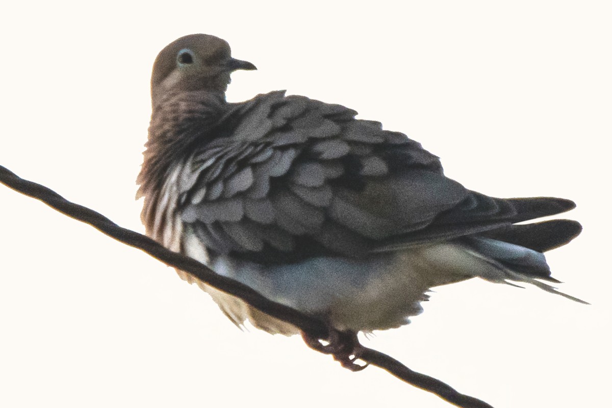 Mourning Dove - ML622649214