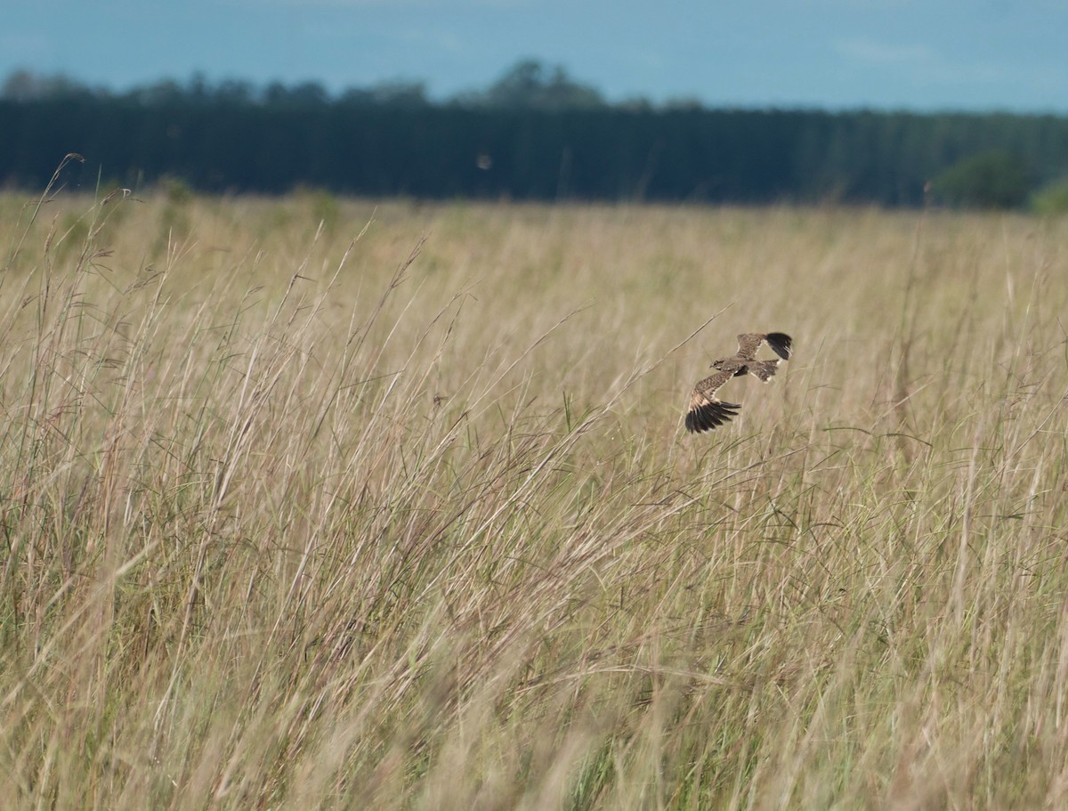 Sickle-winged Nightjar - Milosz Cousens