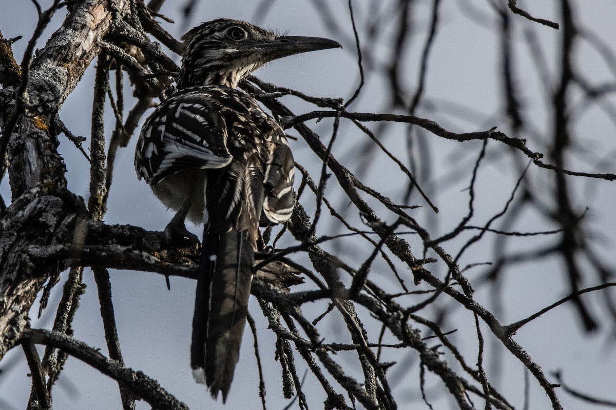 Greater Roadrunner - ML622649288