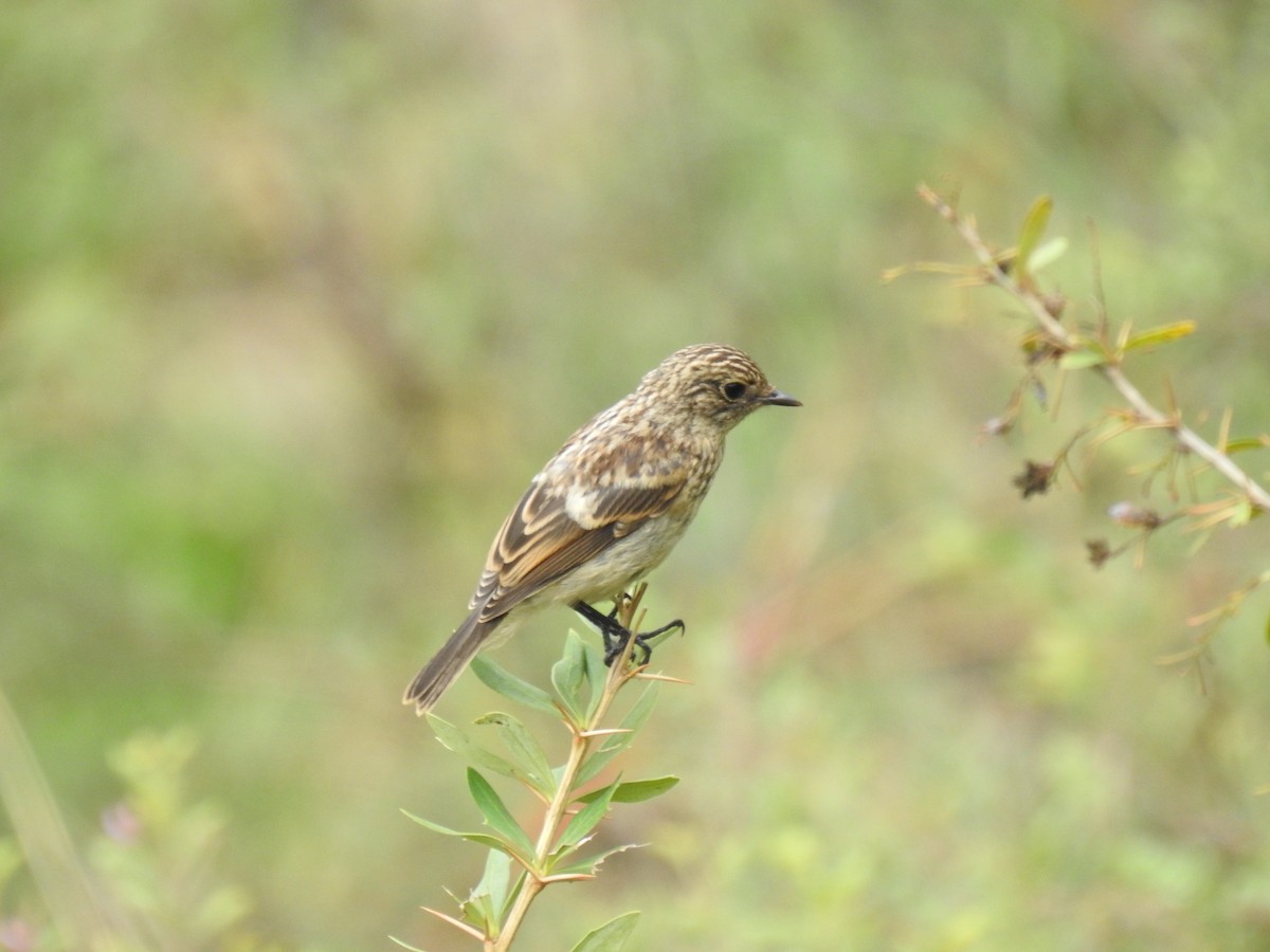 Tarabilla Siberiana - ML622649350