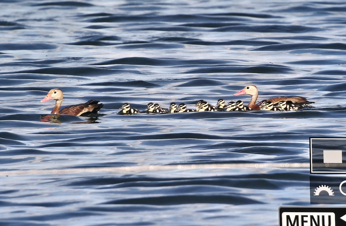 Black-bellied Whistling-Duck - ML622649432