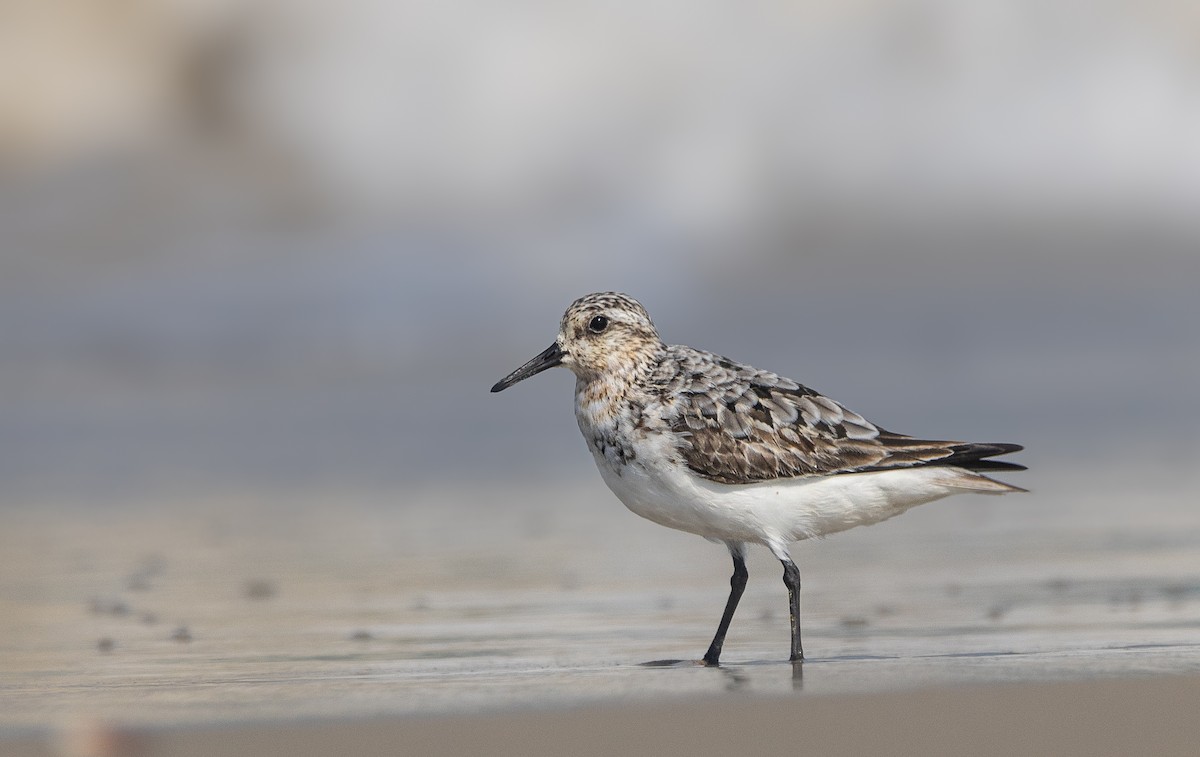 Sanderling - shahar yogev