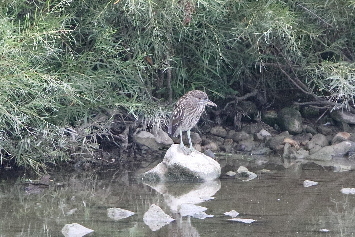Black-crowned Night Heron - ML622649700