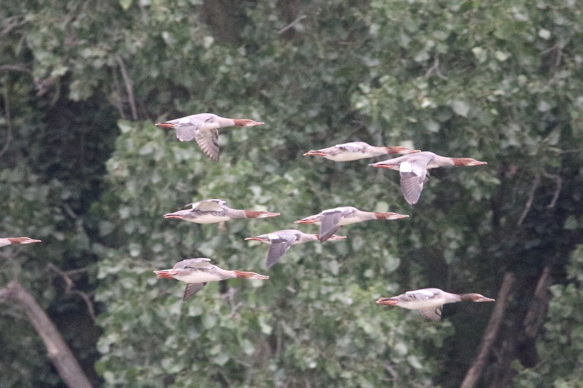 Common Merganser - ML622649710