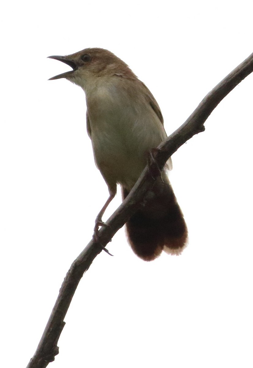 Broad-tailed Grassbird - ML622649824