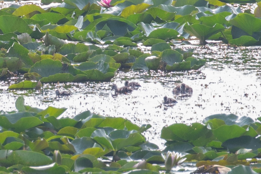 Cotton Pygmy-Goose - ML622649836