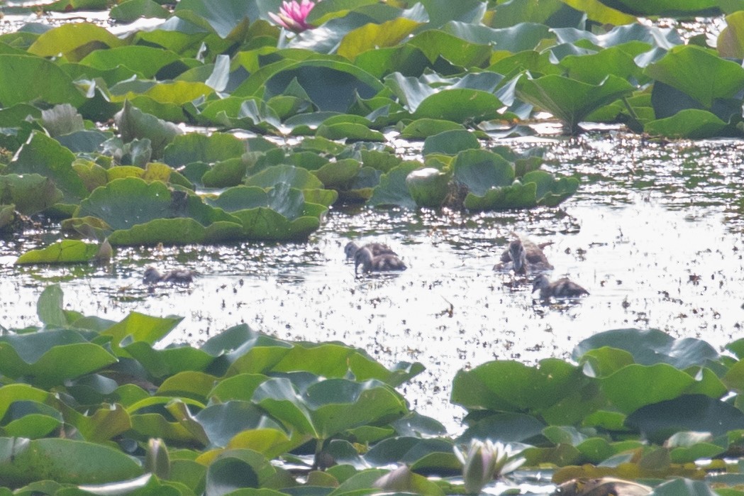 Cotton Pygmy-Goose - ML622649837