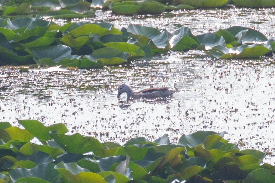 Cotton Pygmy-Goose - ML622649838