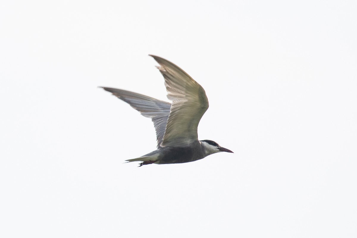 Whiskered Tern - ML622649843