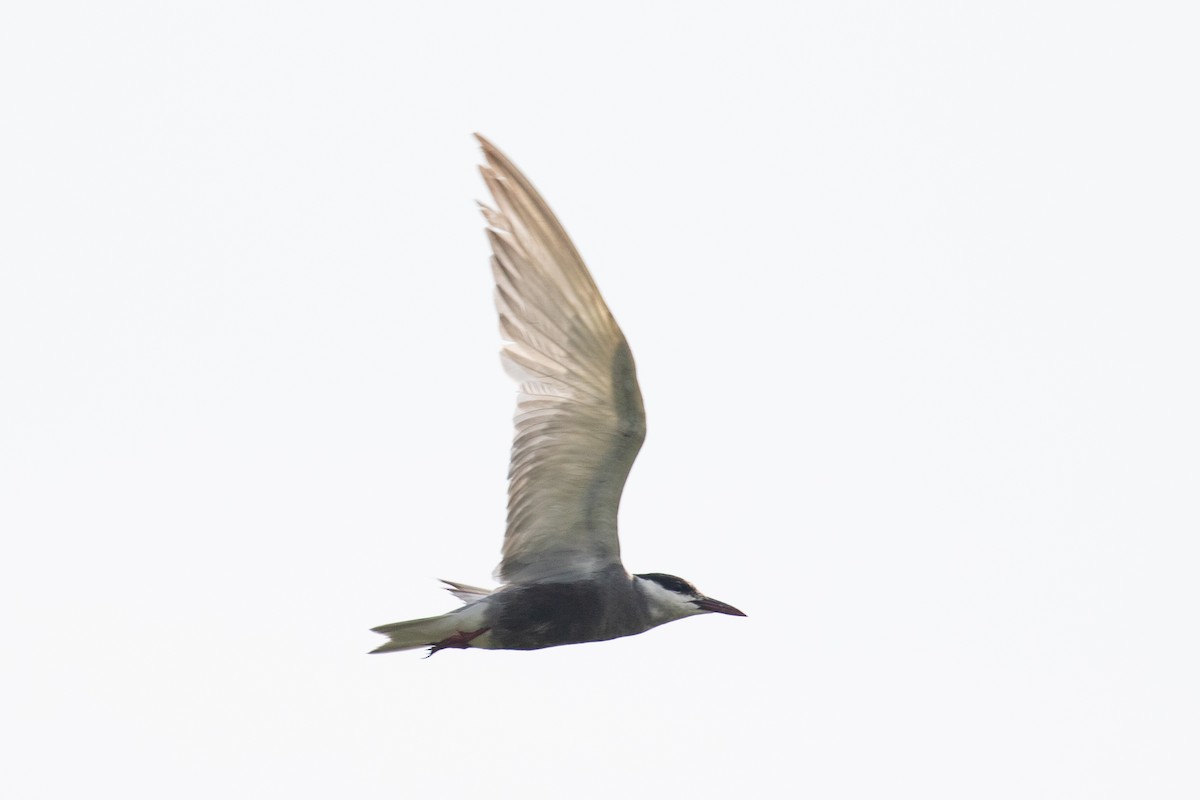 Whiskered Tern - ML622649844